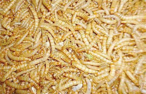 黄粉虫怎么养 黄粉虫怎么养成活率高