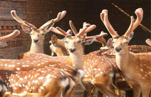 如何提高鹿茸的产量（提高鹿茸生产经济效益的有效途径有哪些）