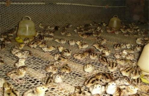 如何提高鹌鹑的成活率 鹌鹑如何提高产蛋率