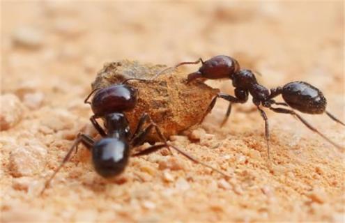 养蚕常见虫害（养蚕常见虫害及防治）