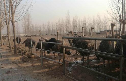 鸵鸟拉稀怎么办（鸵鸟拉稀怎么办视频）