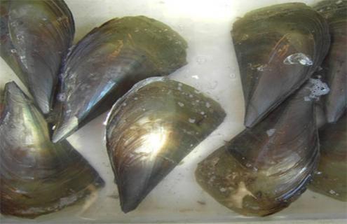 带子的养殖方法 带子养殖需要多长时间