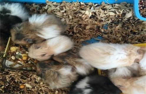 怎么养好金丝熊 怎么养好金丝熊幼崽