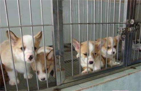 柯基怎么饲养（柯基怎样饲养）