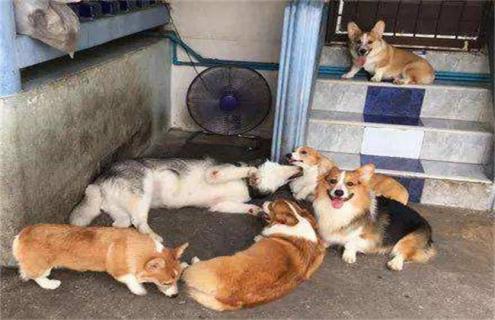 柯基幼犬饲养注意事项 柯基犬幼犬怎么喂养