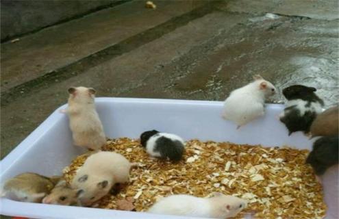 金丝熊吃什么 金丝熊吃什么水果