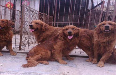 金毛该怎么配种（金毛怎么配种比较好）