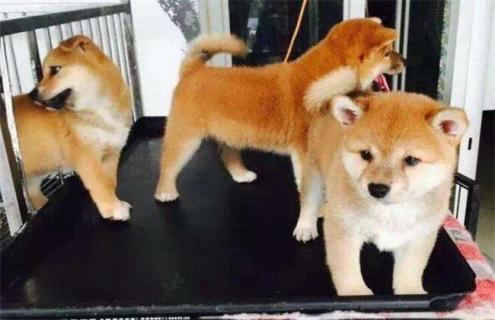 柴犬该怎么饲养（柴犬该怎么饲养好）