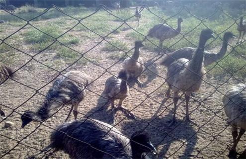 鸸鹋养殖的注意事项（蝤蠓养殖）