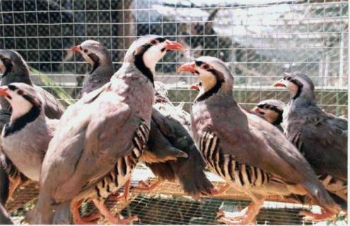 鹧鸪养殖条件 鹧鸪养殖前景