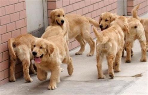 金毛饲养注意事项 金毛饲养注意事项和禁忌