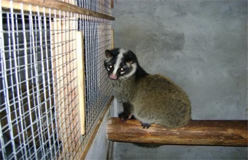 果子狸养殖的管理技术 果子狸养殖的管理技术有哪些