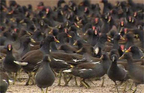 黑水鸡养殖的注意事项（黑水鸡养殖的注意事项有哪些）