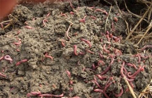 蚯蚓养殖的注意事项（蚯蚓养殖的注意事项和禁忌）