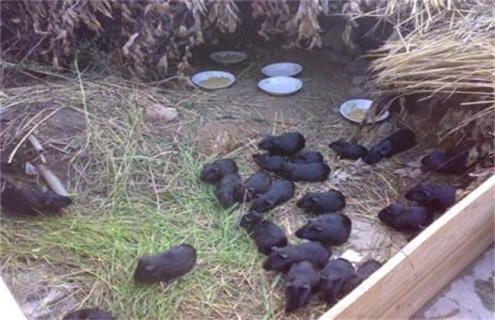 黑豚人工饲养要点 黑豚养殖视频