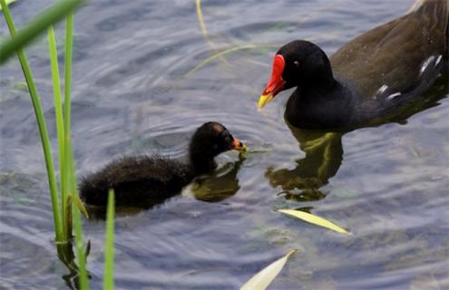 黑水鸡养殖基地建设 黑水鸡养殖基地建设项目