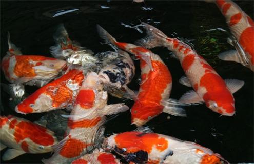 金鱼养殖的注意事项（金鱼养殖的注意事项和禁忌）