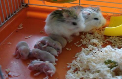 仓鼠养殖的注意事项（仓鼠养仓鼠的注意事项）