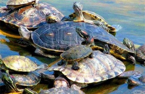 乌龟怎么养 乌龟怎么养 在家