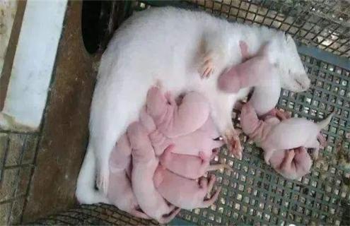 水貂养殖注意事项 水貂养殖注意事项及禁忌