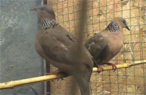 斑鸠养殖技术 斑鸠养殖技术教程