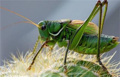 蝈蝈养殖技术 蝈蝈养殖技术视频大全