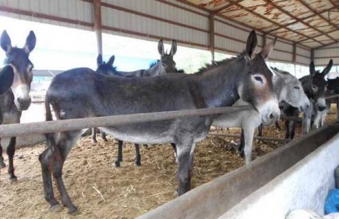 肉驴繁殖技术 肉驴繁殖期