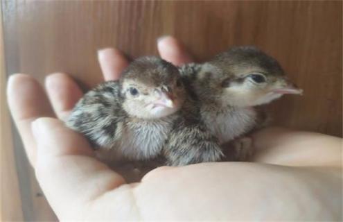 鹧鸪的孵化技术 鹧鸪的孵化技术视频