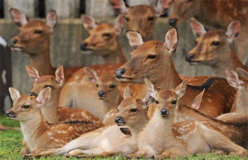幼鹿养殖注意事项 幼鹿怎么养