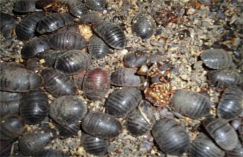 土元养殖注意事项（土元养殖怎么样）