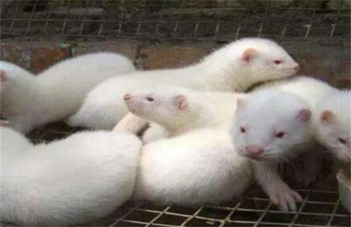 水貂换毛期饲养管理要点 水貂毛的保养方法