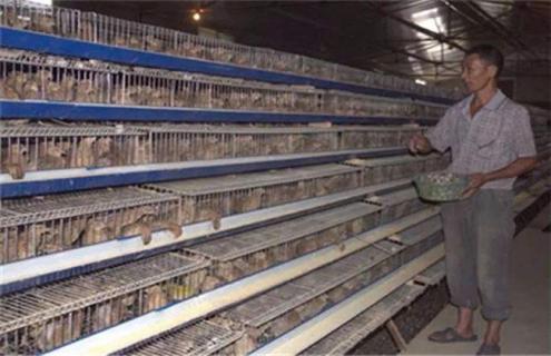 鹌鹑养殖场的消毒方法及注意事项（鹌鹑养殖场的消毒方法及注意事项图片）