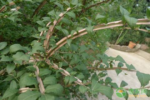 鬼箭羽的种植技术及病虫害防治（鬼箭羽种植生长周期）