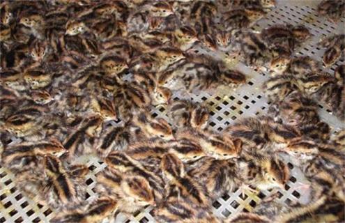 鹌鹑的育雏技术 小鹌鹑育雏