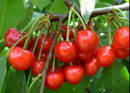 樱桃果实软腐是怎么回事（樱桃果子软是什么原因）