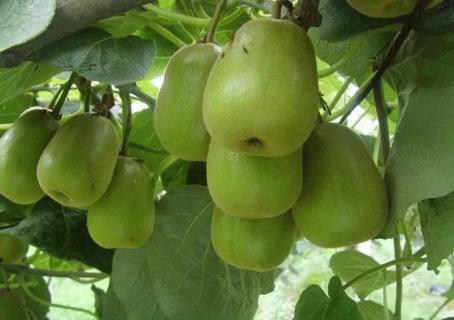 猕猴桃黄化病的七大原因,该如何防治?