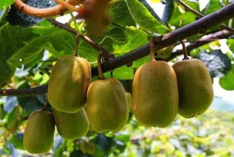 猕猴桃黄化病的七大原因,该如何防治?