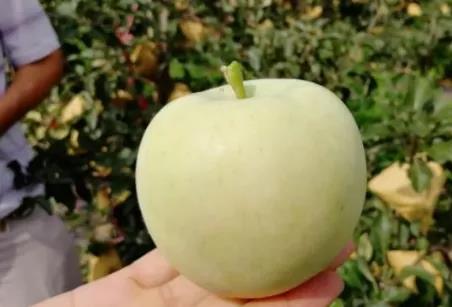 果树病虫害防治中的误区（果树病虫害防治中的误区是什么）