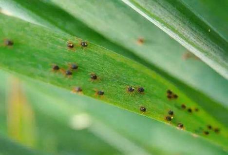 害虫高发 害虫高发期