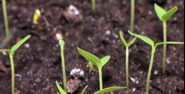 烂根死苗猝倒（烂根死苗猝倒的原因）