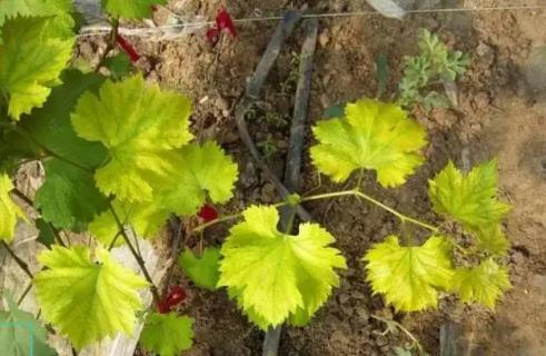 作物发生黄叶的10种原因和解决办法！ 作物发生黄叶的10种原因和解决办法视频