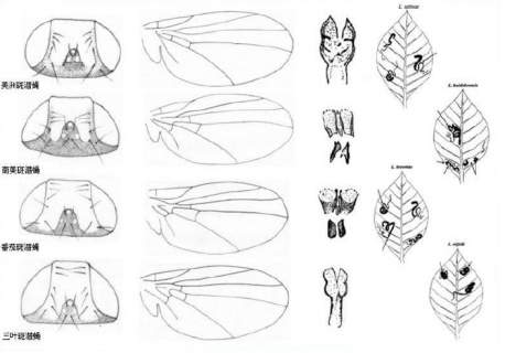 叶片出现“鬼画符”（鬼画符植物有什么作用）