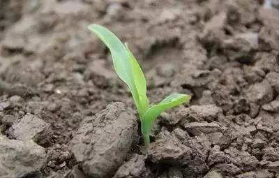 玉米苗又发黄 玉米苗又发黄了怎么办