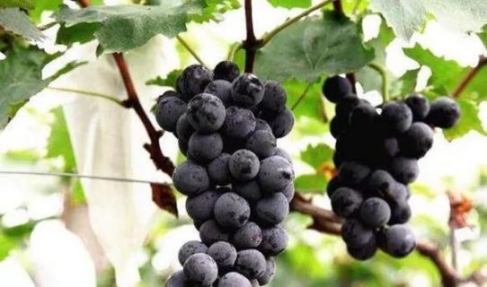 阴雨过后葡萄咋管（大雨过后葡萄雨后打什么药）