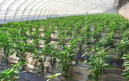 减少植株伤口，避免病从“口”入（减少植被破坏的方法）