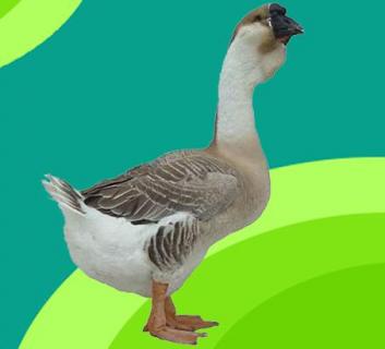 狮头鹅 狮头鹅幼苗