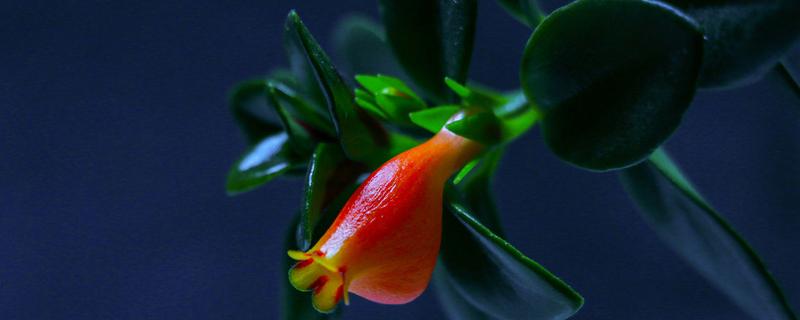 金鱼吊兰 金鱼吊兰喜阴还是喜阳