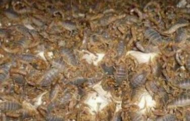 蝎子养殖的注意事项（蝎子养殖的注意事项是什么）