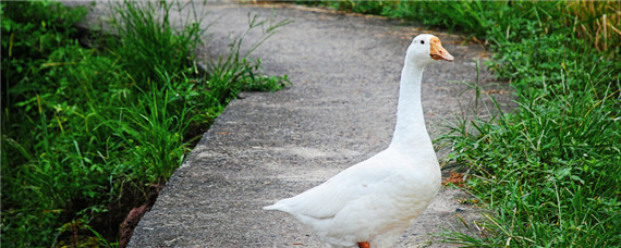 鹅为什么要养三年 鹅为什么要养三年呢