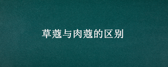 草蔻与肉蔻的区别（草蔻与肉蔻的区别与功效）
